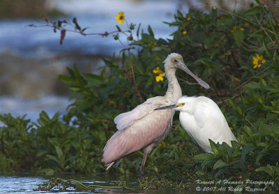 Spoonbill 005.jpg