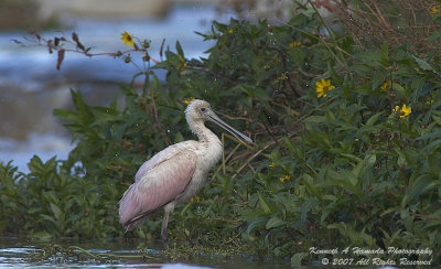 Spoonbill 006.jpg