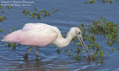 Spoonbill 009.jpg