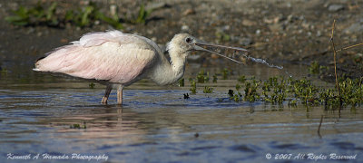 Spoonbill 012.jpg