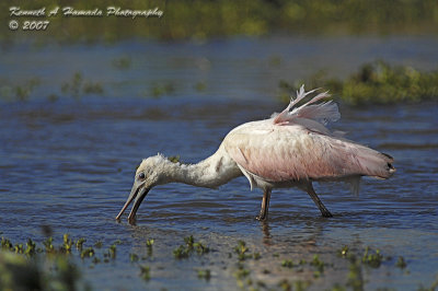 Spoonbill 014.jpg