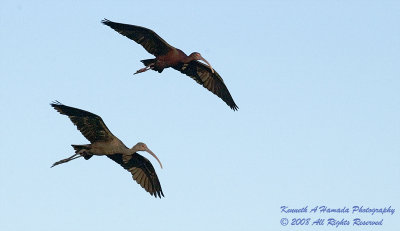 Ibis 055.jpg