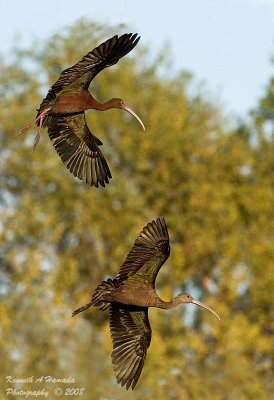 Ibis 056.jpg
