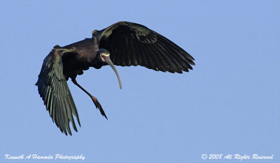 Ibis 058.jpg
