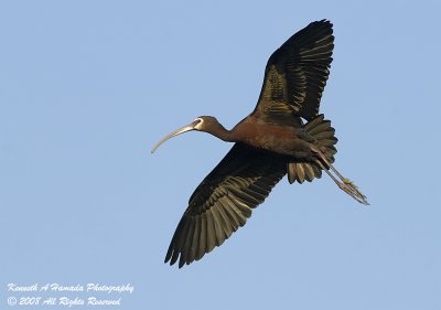 Ibis 060.jpg