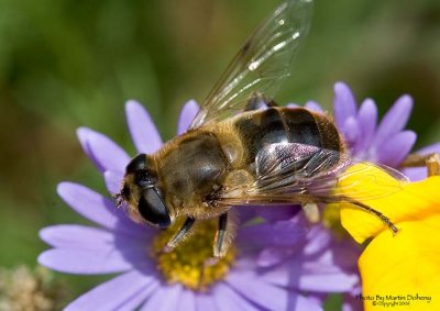 Honey Bee 3