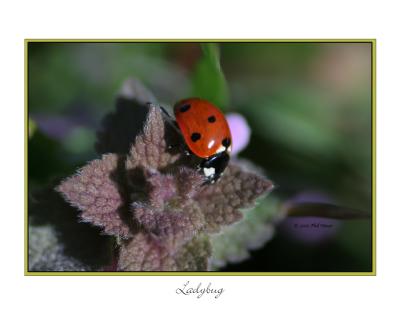 Ladybug.jpg