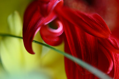 Oregon Flowers/Insects