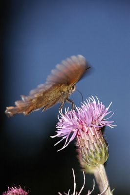 Insects