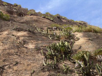 Cacti in Rio de Janeiro