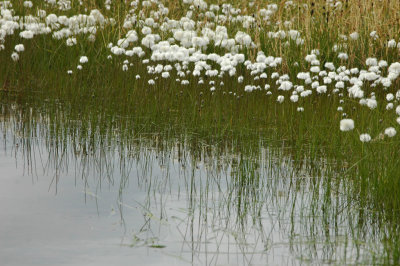 Bog cotton everywhere in Arctic