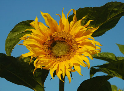 Stanley Park giant sunflower
