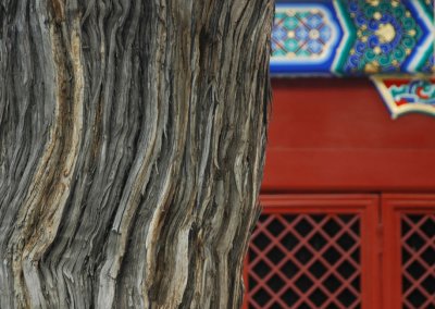 300 year tree at Confucius Temple