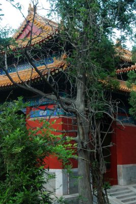 The green of Confucius Temple