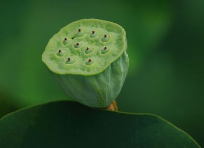 The mysterious lotus
