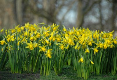 Sign of Spring One