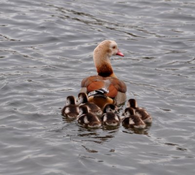Following mother