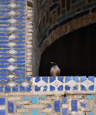 Mynah bird at Bibi Khanum