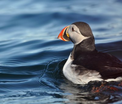  Puffin at Fugelsangen