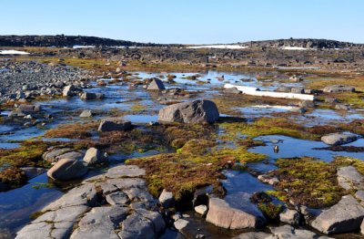 The melting tundra