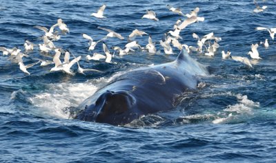 Humpback chased for food