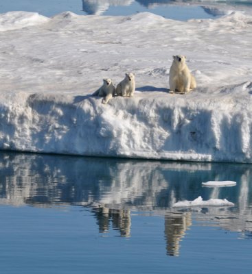 Bears checking the ship