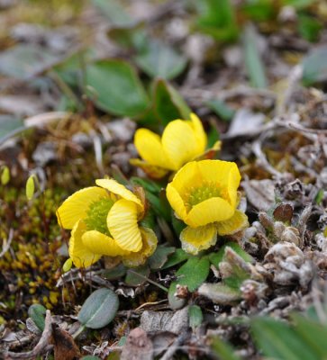 Sulphurous Buttercup