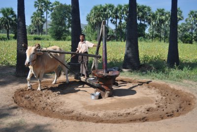 Pressing peanut oil near Bagan