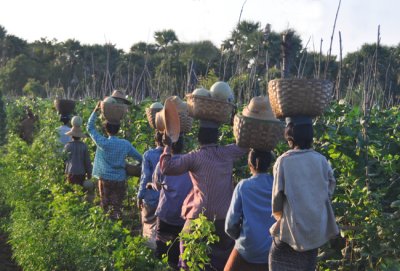 Melon pickers at Monywa