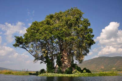 Stupa tree on Inle