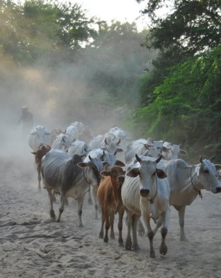 Cattle herding in Salay