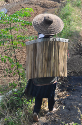 Akha with bamboo sun shield