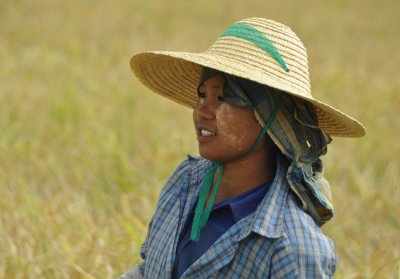 Burmese rice field worker