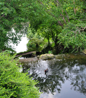 Moorhen in secret pond