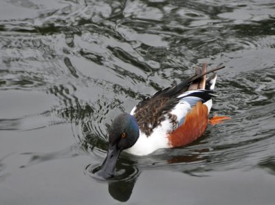 Shoveler Duck at speed