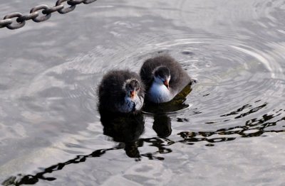 Baby Coots.jpg