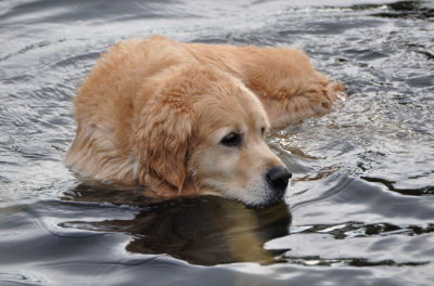 Keen Serpentine swimmer