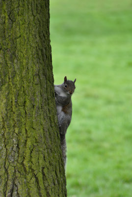 Peek-a-boo