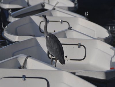 Going boating