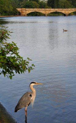 Lord of the Serpentine