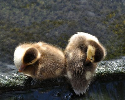 Days old mallards
