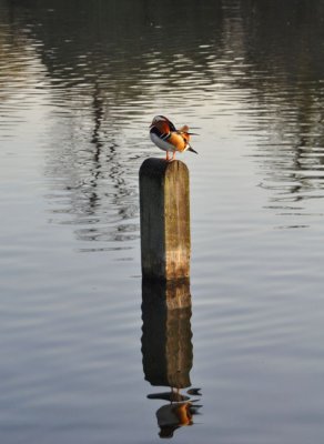 Mandarin reflecting