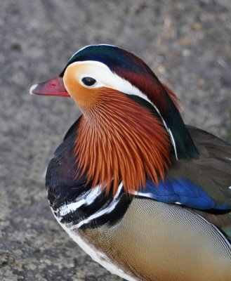 Mandarin in technicolor