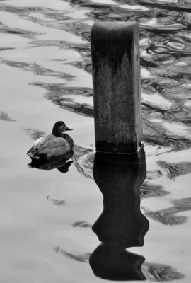 Ripples and ripples