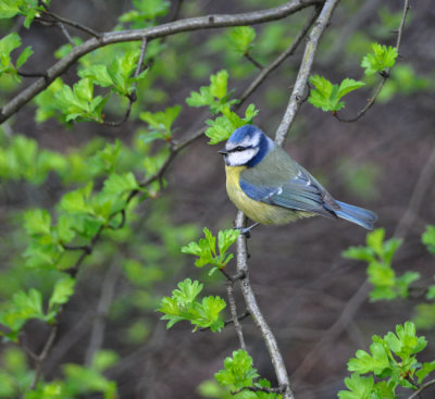 Hungry Blue Tit