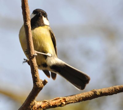 Suspicious Great Tit