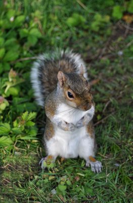 Nuts please