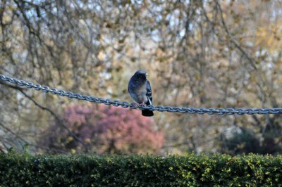 High wire act