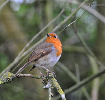 Rotund Robin