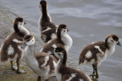 Looking for Mum